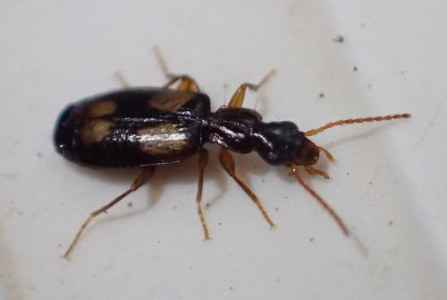 Réf. 214 068 : Calodromius spilotus